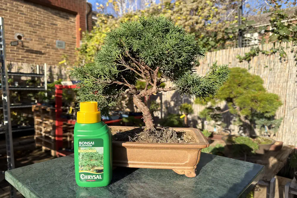 5 loài bonsai “lớn nhanh”, dễ tạo dáng cho người mới 5 loài bonsai “lớn nhanh”, dễ tạo dáng cho người mới