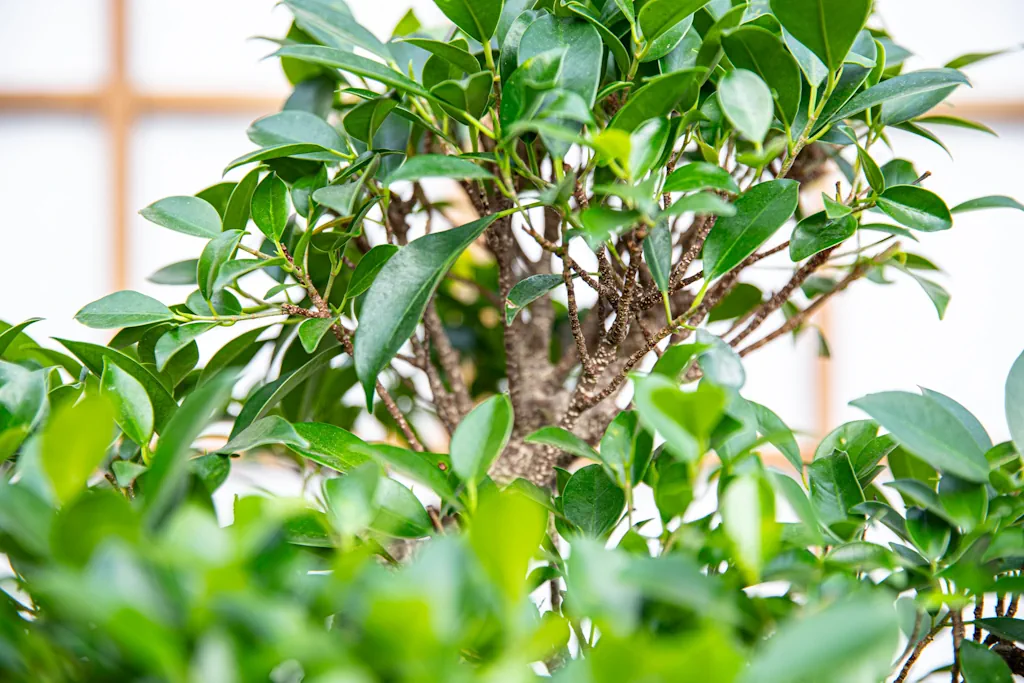 5 loài bonsai “lớn nhanh”, dễ tạo dáng cho người mới 5 loài bonsai “lớn nhanh”, dễ tạo dáng cho người mới