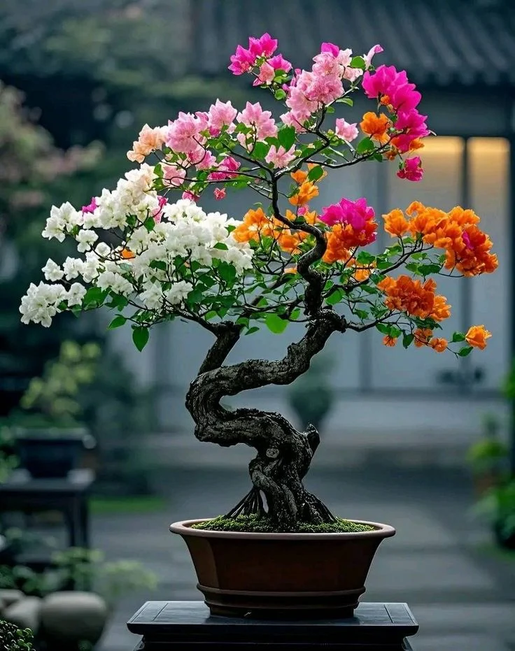 5 loài bonsai “lớn nhanh”, dễ tạo dáng cho người mới 5 loài bonsai “lớn nhanh”, dễ tạo dáng cho người mới