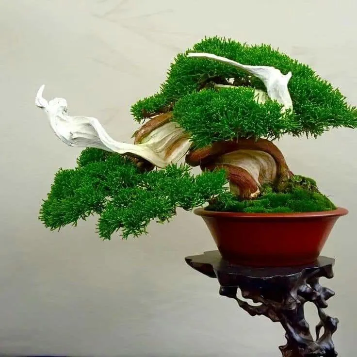 Cây bonsai có ảnh hưởng xấu đến phong thủy không? Cây bonsai có ảnh hưởng xấu đến phong thủy không?