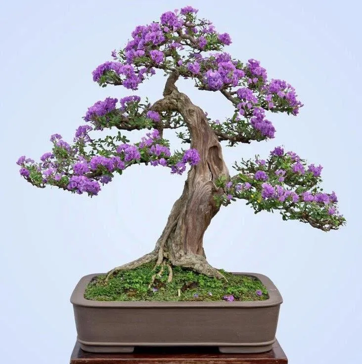 Cây bonsai có ảnh hưởng xấu đến phong thủy không? Cây bonsai có ảnh hưởng xấu đến phong thủy không?