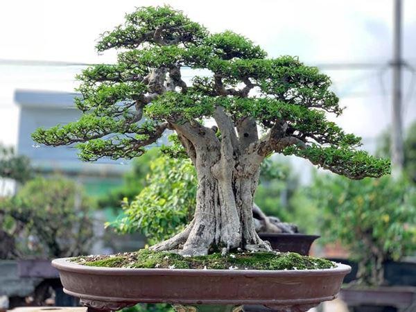 Cây bonsai có ảnh hưởng xấu đến phong thủy không? Cây bonsai có ảnh hưởng xấu đến phong thủy không?