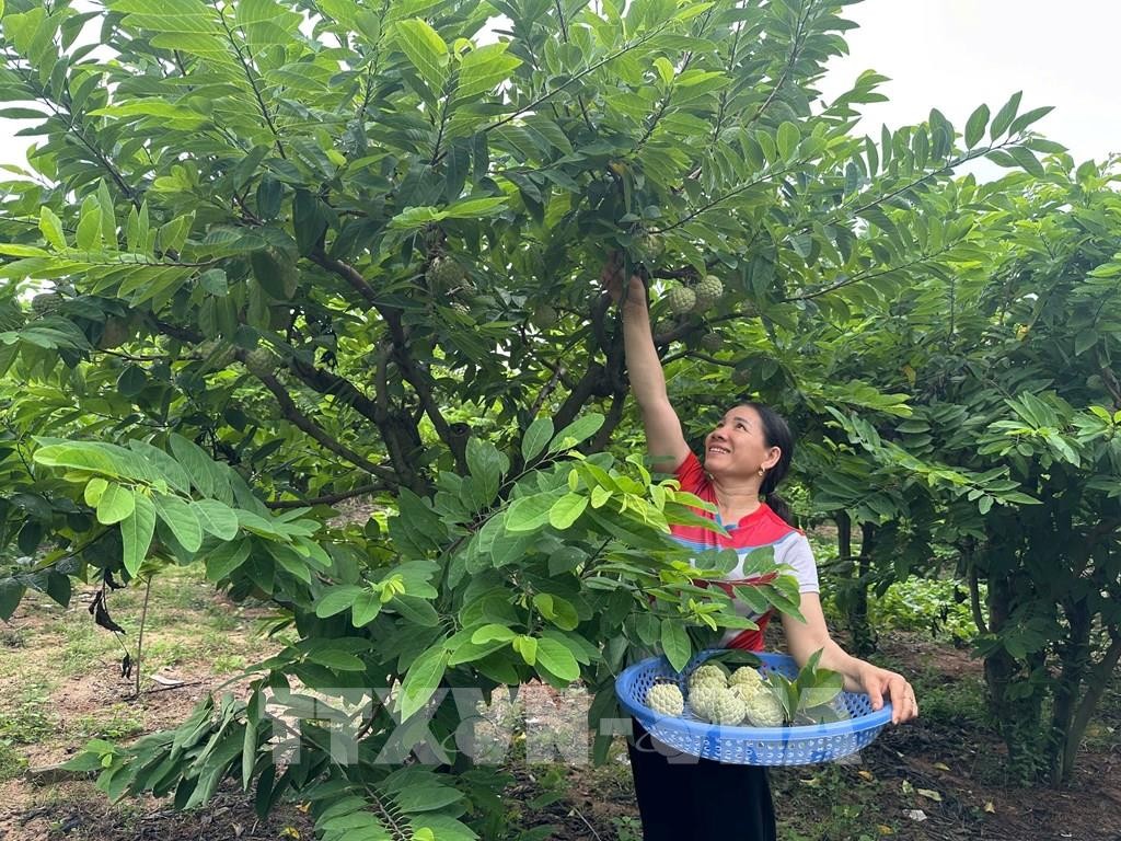 Phú Thọ: Vùng na dai trĩu quả, thu nhập hàng trăm triệu đồng Phú Thọ: Vùng na dai trĩu quả, thu nhập hàng trăm triệu đồng