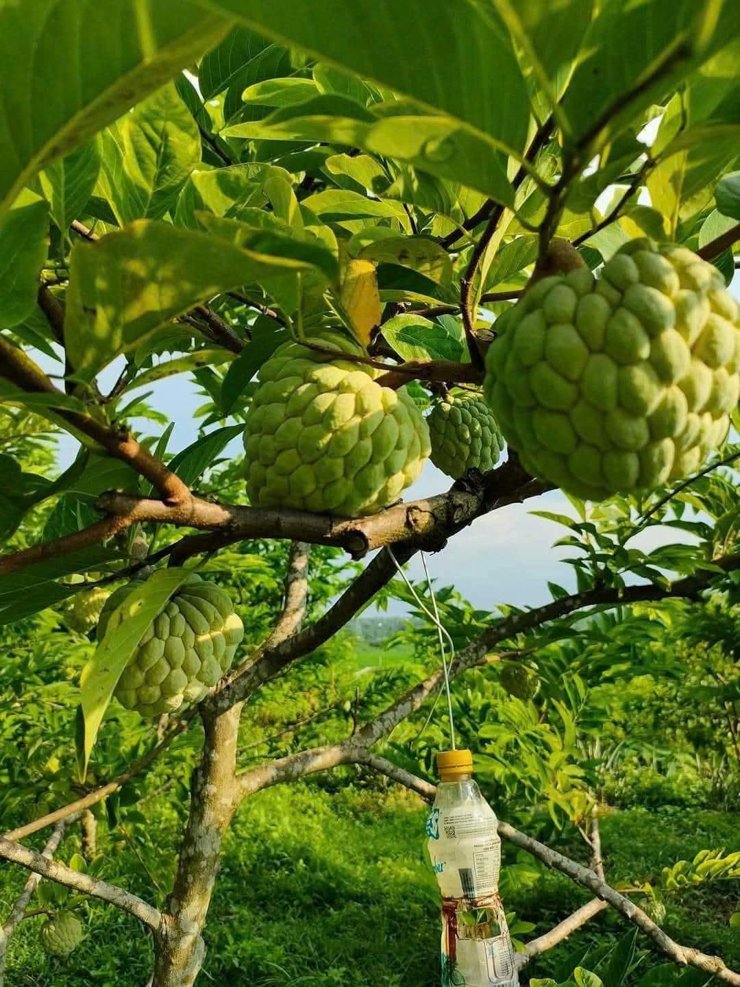 Phú Thọ: Vùng na dai trĩu quả, thu nhập hàng trăm triệu đồng Phú Thọ: Vùng na dai trĩu quả, thu nhập hàng trăm triệu đồng