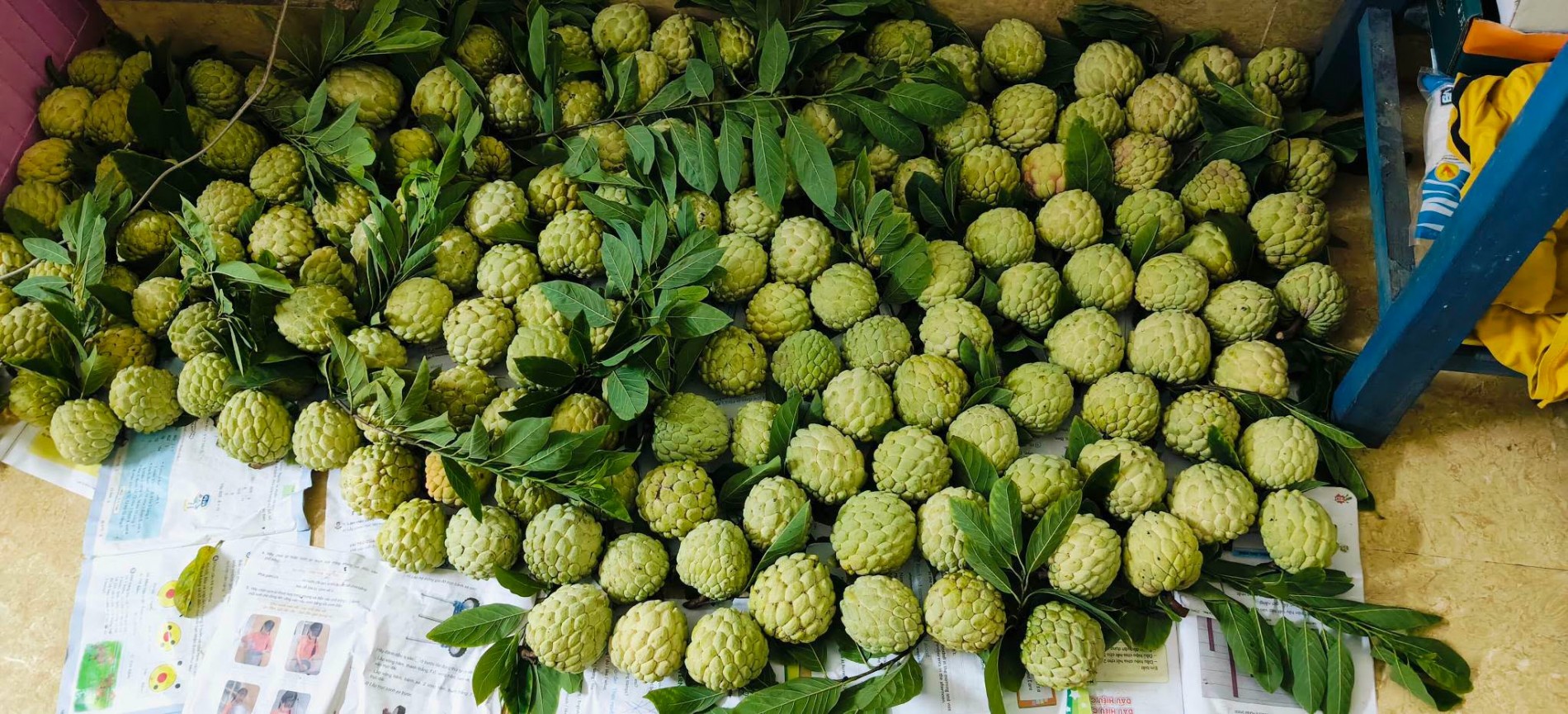 Phú Thọ: Vùng na dai trĩu quả, thu nhập hàng trăm triệu đồng Phú Thọ: Vùng na dai trĩu quả, thu nhập hàng trăm triệu đồng