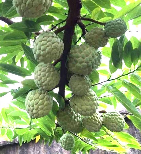 Phú Thọ: Vùng na dai trĩu quả, thu nhập hàng trăm triệu đồng Phú Thọ: Vùng na dai trĩu quả, thu nhập hàng trăm triệu đồng