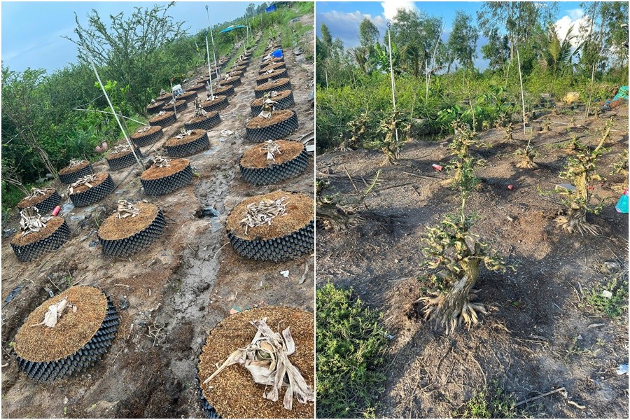 Linh sam - Từ cây rừng đến hướng đi bảo tồn và phát triển bền vững Linh sam - Từ cây rừng đến hướng đi bảo tồn và phát triển bền vững
