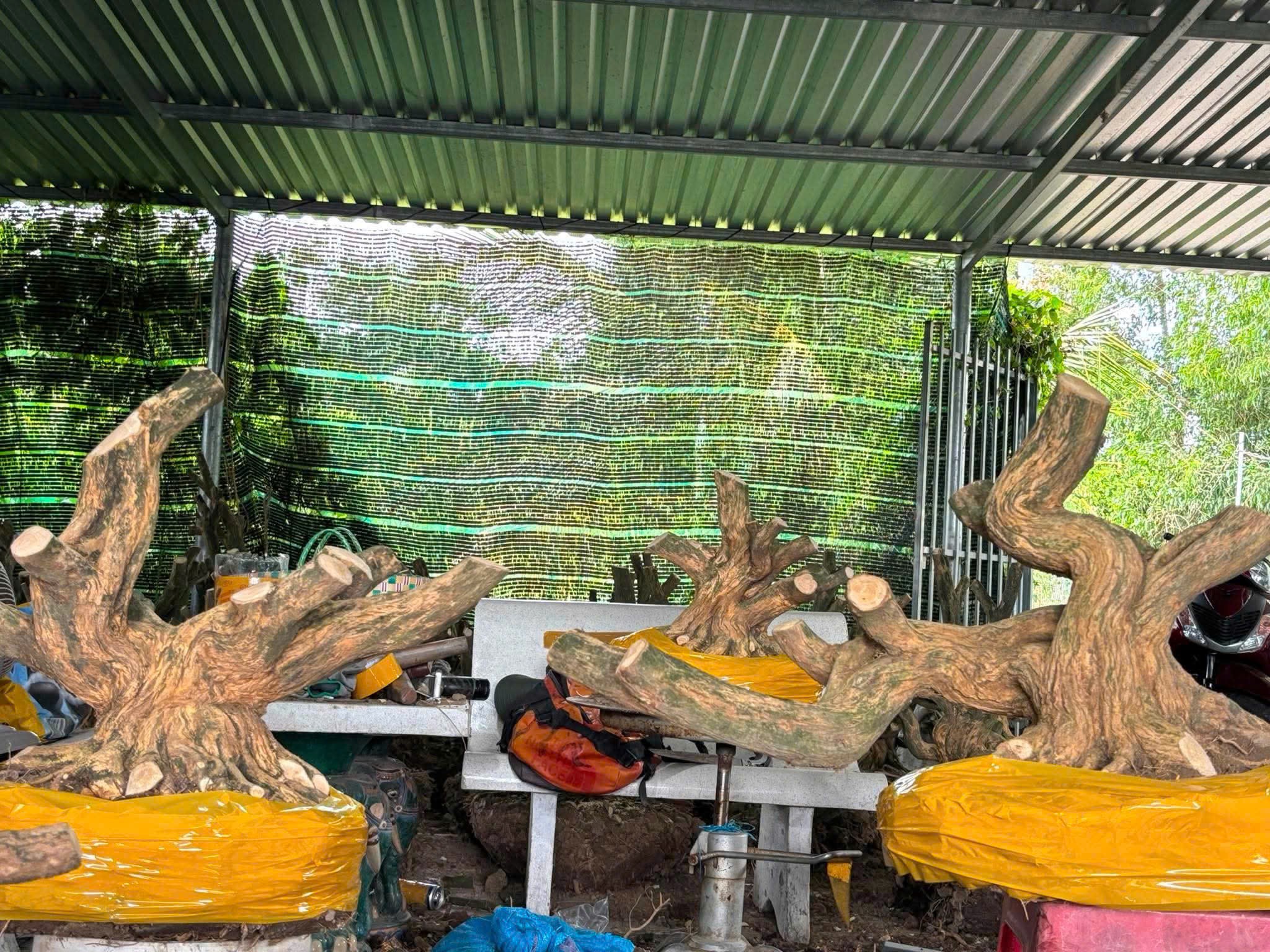 Linh sam - Từ cây rừng đến hướng đi bảo tồn và phát triển bền vững Linh sam - Từ cây rừng đến hướng đi bảo tồn và phát triển bền vững
