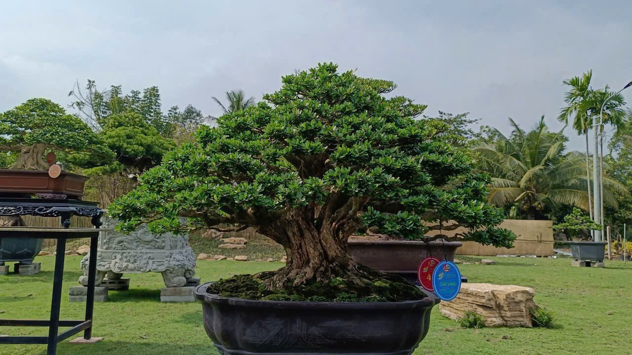 Linh sam - Từ cây rừng đến hướng đi bảo tồn và phát triển bền vững Linh sam - Từ cây rừng đến hướng đi bảo tồn và phát triển bền vững