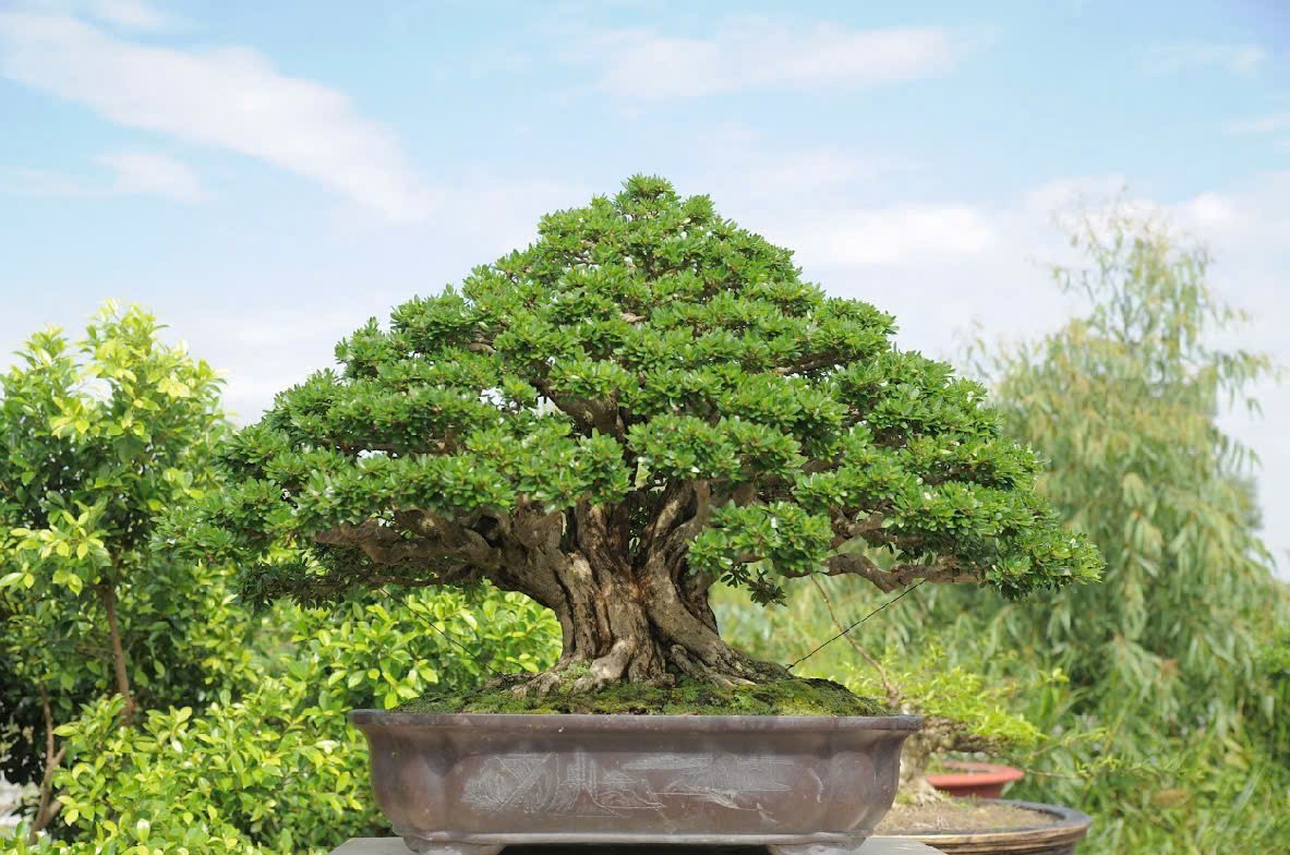 Linh sam - Từ cây rừng đến hướng đi bảo tồn và phát triển bền vững Linh sam - Từ cây rừng đến hướng đi bảo tồn và phát triển bền vững