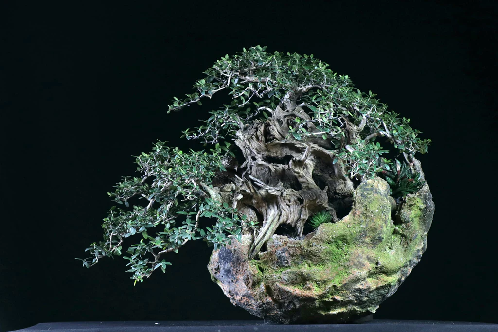 Tìm hiểu truyền thống và luật chơi bonsai tại Nam Phi Tìm hiểu truyền thống và luật chơi bonsai tại Nam Phi