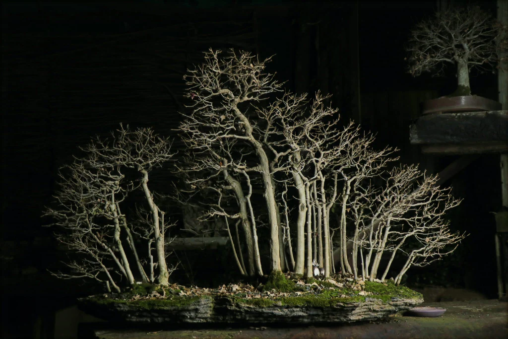 Tìm hiểu truyền thống và luật chơi bonsai tại Nam Phi Tìm hiểu truyền thống và luật chơi bonsai tại Nam Phi