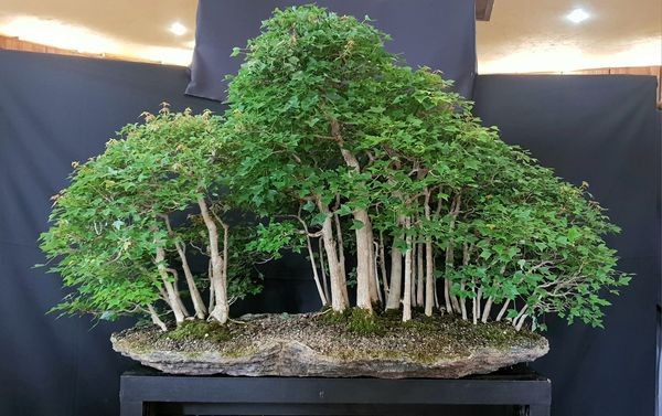Tìm hiểu truyền thống và luật chơi bonsai tại Nam Phi Tìm hiểu truyền thống và luật chơi bonsai tại Nam Phi