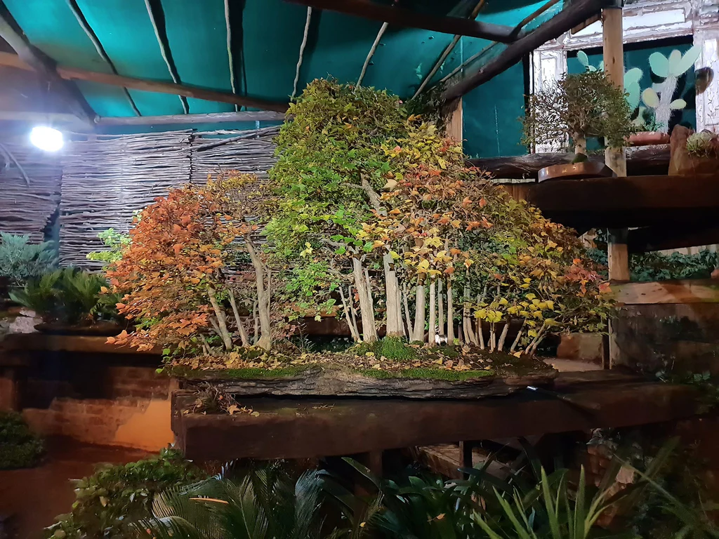 Tìm hiểu truyền thống và luật chơi bonsai tại Nam Phi Tìm hiểu truyền thống và luật chơi bonsai tại Nam Phi