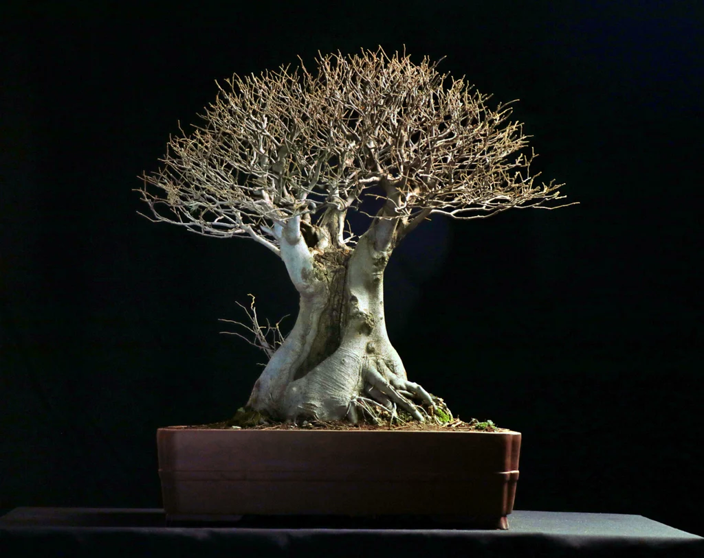 Tìm hiểu truyền thống và luật chơi bonsai tại Nam Phi Tìm hiểu truyền thống và luật chơi bonsai tại Nam Phi