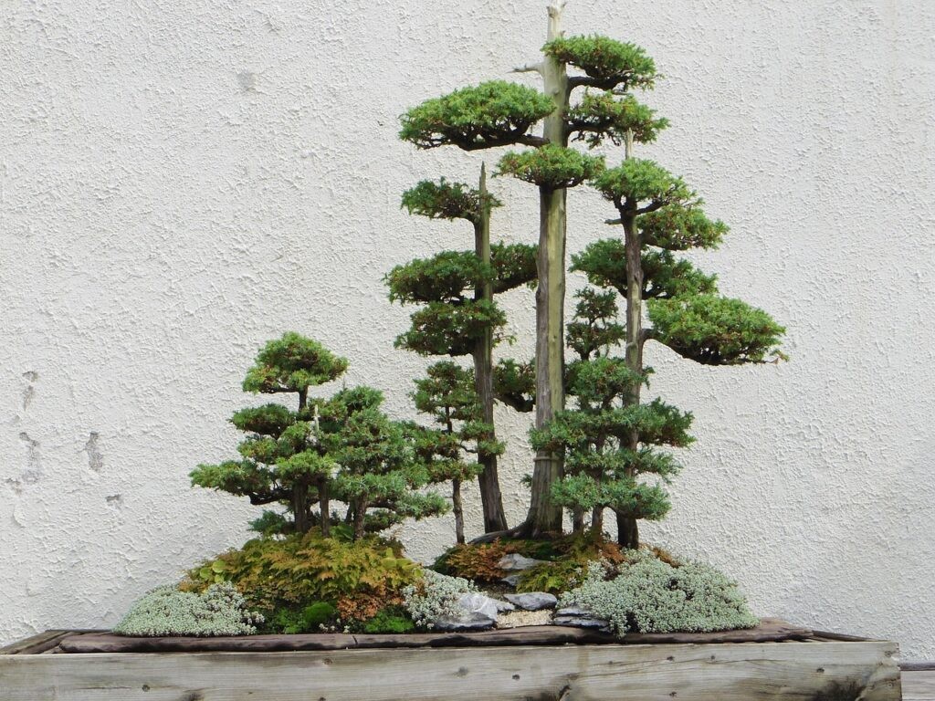 Tìm hiểu truyền thống và luật chơi bonsai tại Nam Phi Tìm hiểu truyền thống và luật chơi bonsai tại Nam Phi