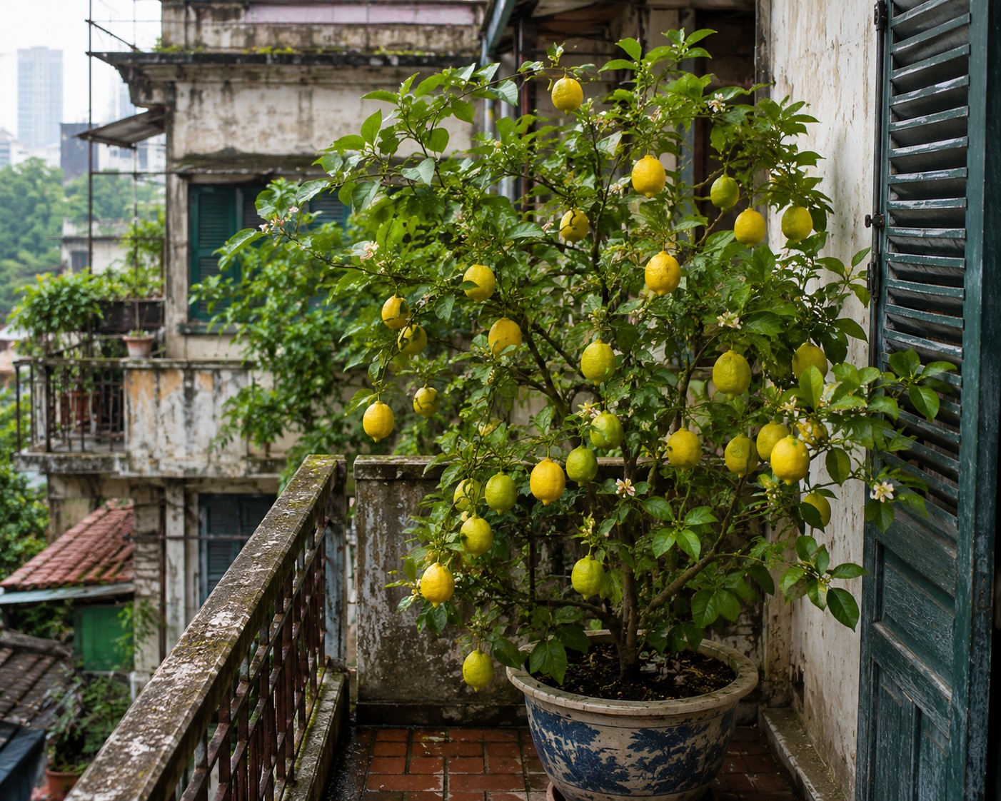 5 loại cây cảnh cho rau, quả sạch được nhiều gia đình ưa chuộng 5 loại cây cảnh cho rau, quả sạch được nhiều gia đình ưa chuộng