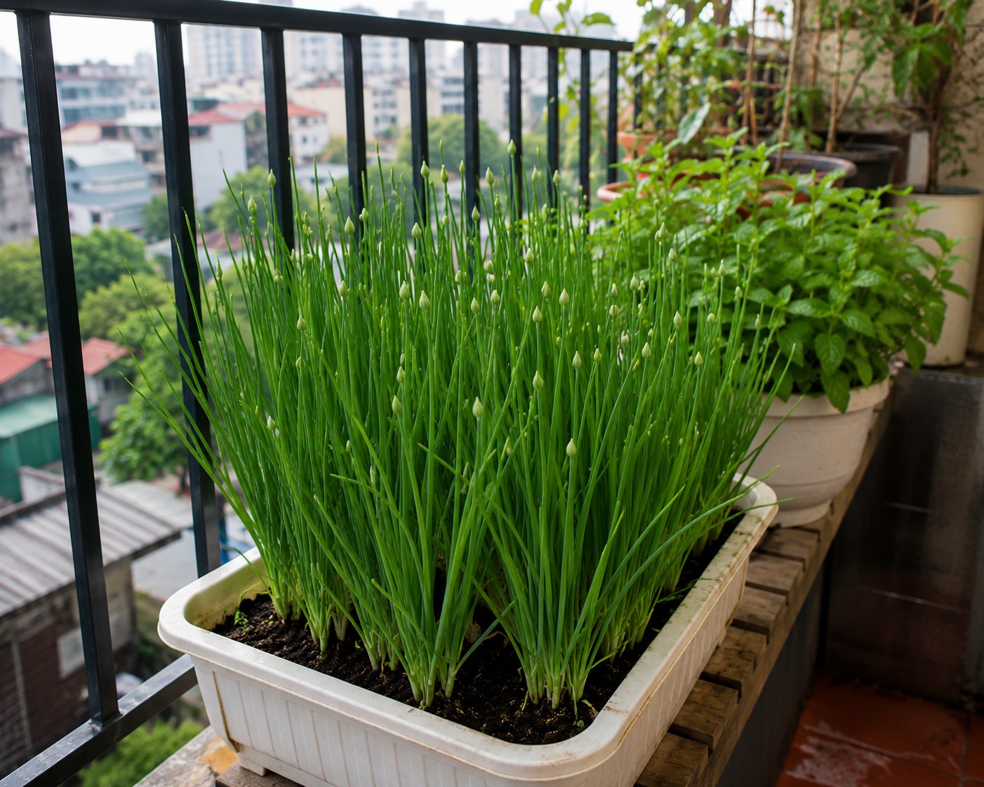 5 loại cây cảnh cho rau, quả sạch được nhiều gia đình ưa chuộng 5 loại cây cảnh cho rau, quả sạch được nhiều gia đình ưa chuộng