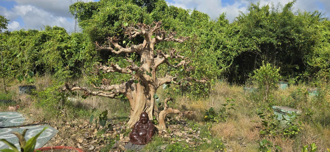 Tây Ninh: CLB Nghệ nhân Bonsai hướng đến Cuộc thi Bonsai & Suiseki Việt Nam 2026 - Vòng loại khu vực miền Nam Tây Ninh: CLB Nghệ nhân Bonsai hướng đến Cuộc thi Bonsai & Suiseki Việt Nam 2026 - Vòng loại khu vực miền Nam