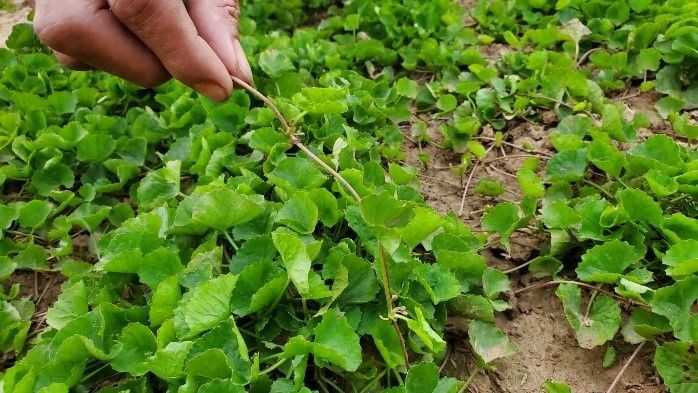 Rau má Đông Sơn: Nâng giá trị nông sản trên vùng đất ven sông Mã Rau má Đông Sơn: Nâng giá trị nông sản trên vùng đất ven sông Mã