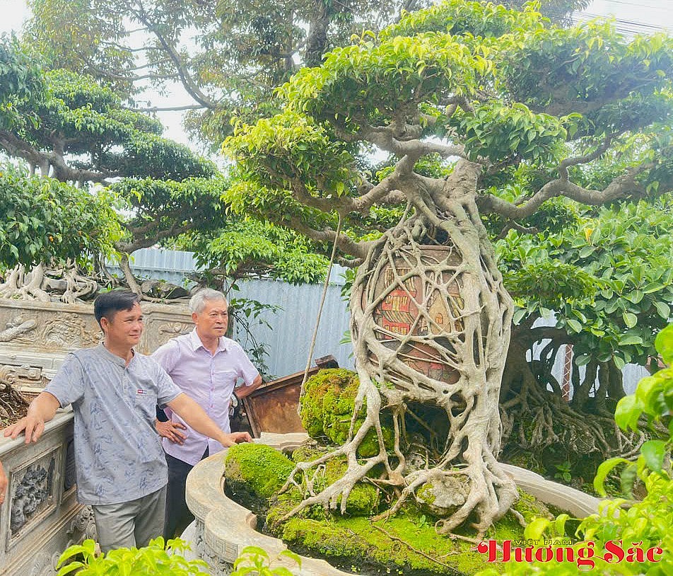 Đặng Anh Tuấn - Người thổi hồn vào những tác phẩm bonsai sanh cổ Đặng Anh Tuấn - Người thổi hồn vào những tác phẩm bonsai sanh cổ