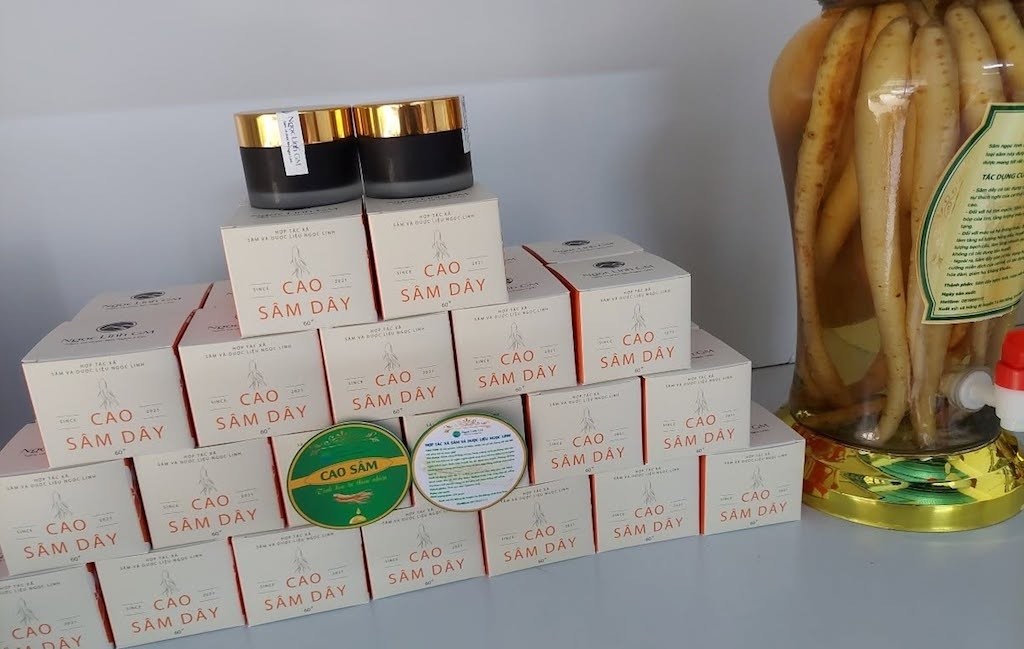 Sâm Ngọc Linh trước nạn hàng giả: HTX Măng Ri tăng cường bảo hộ thương hiệu Sâm Ngọc Linh trước nạn hàng giả: HTX Măng Ri tăng cường bảo hộ thương hiệu