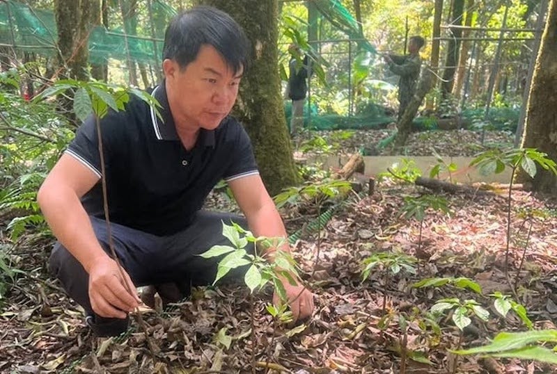 Sâm Ngọc Linh trước nạn hàng giả: HTX Măng Ri tăng cường bảo hộ thương hiệu Sâm Ngọc Linh trước nạn hàng giả: HTX Măng Ri tăng cường bảo hộ thương hiệu
