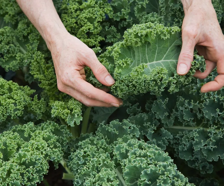 loại rau nên trồng vào tháng 7, cho thu hoạch suốt mùa thu và mùa đông loại rau nên trồng vào tháng 7, cho thu hoạch suốt mùa thu và mùa đông