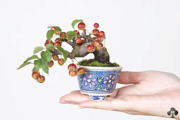 Top 10 cây bonsai có quả đẹp, độc đáo trên thế giới Top 10 cây bonsai có quả đẹp, độc đáo trên thế giới