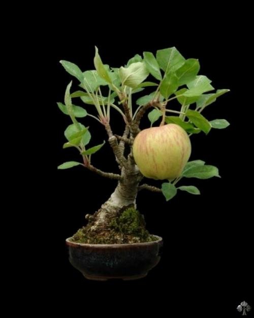 Top 10 cây bonsai có quả đẹp, độc đáo trên thế giới Top 10 cây bonsai có quả đẹp, độc đáo trên thế giới
