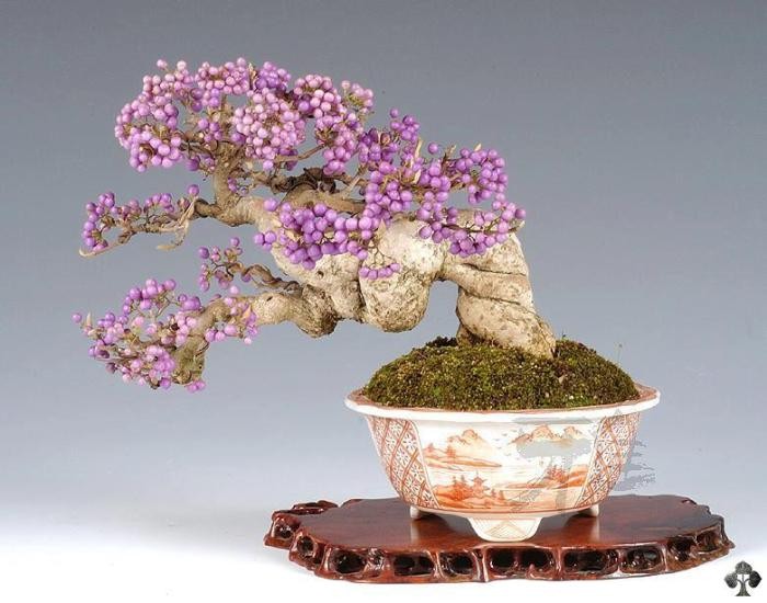 Top 10 cây bonsai có quả đẹp, độc đáo trên thế giới Top 10 cây bonsai có quả đẹp, độc đáo trên thế giới