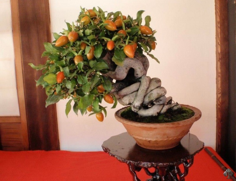 Top 10 cây bonsai có quả đẹp, độc đáo trên thế giới Top 10 cây bonsai có quả đẹp, độc đáo trên thế giới