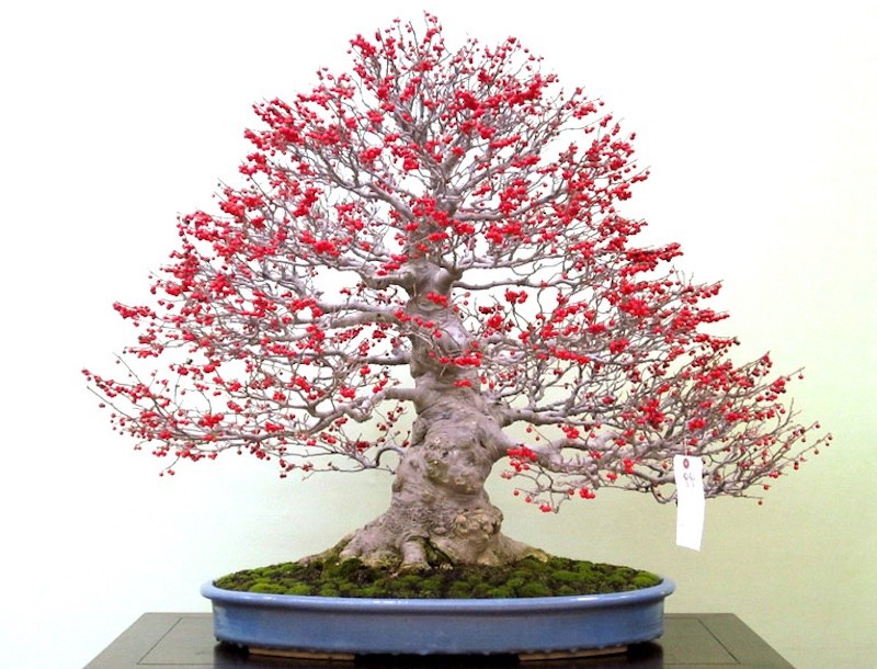 Top 10 cây bonsai có quả đẹp, độc đáo trên thế giới Top 10 cây bonsai có quả đẹp, độc đáo trên thế giới