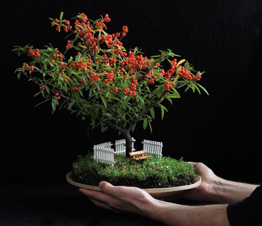 Top 10 cây bonsai có quả đẹp, độc đáo trên thế giới Top 10 cây bonsai có quả đẹp, độc đáo trên thế giới