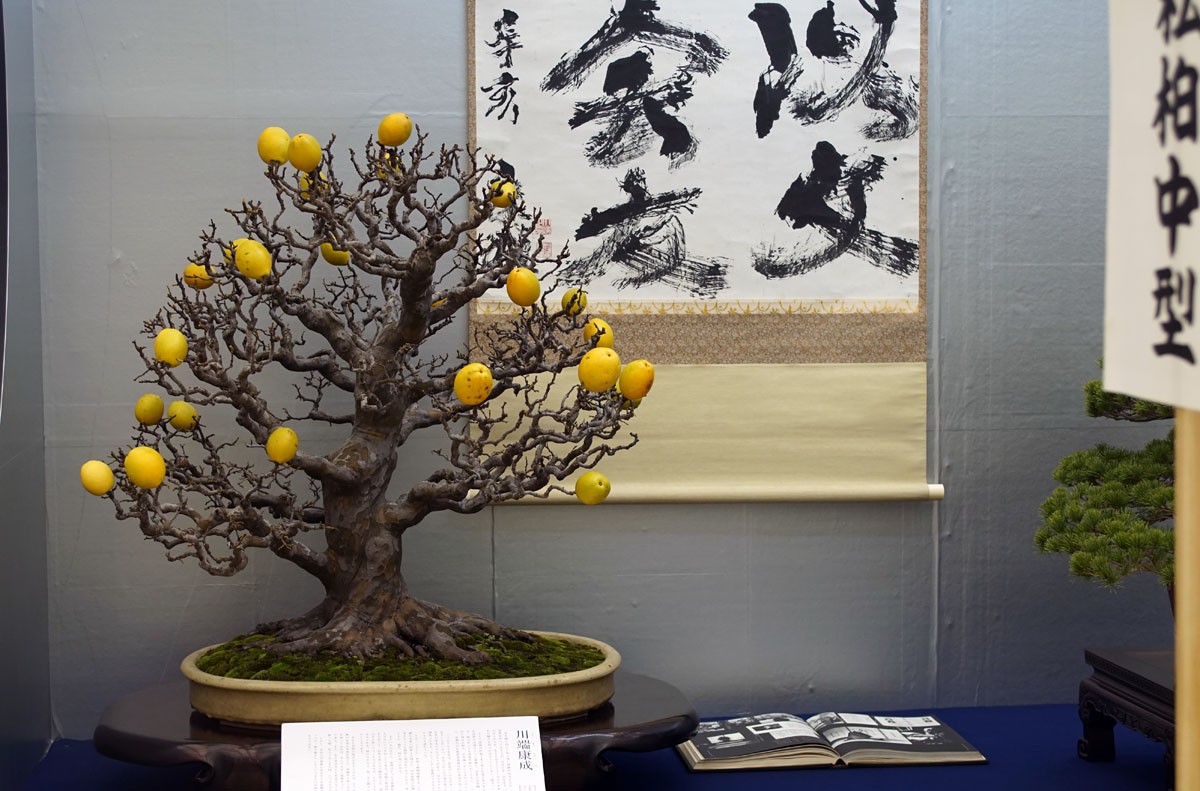 Top 10 cây bonsai có quả đẹp, độc đáo trên thế giới Top 10 cây bonsai có quả đẹp, độc đáo trên thế giới