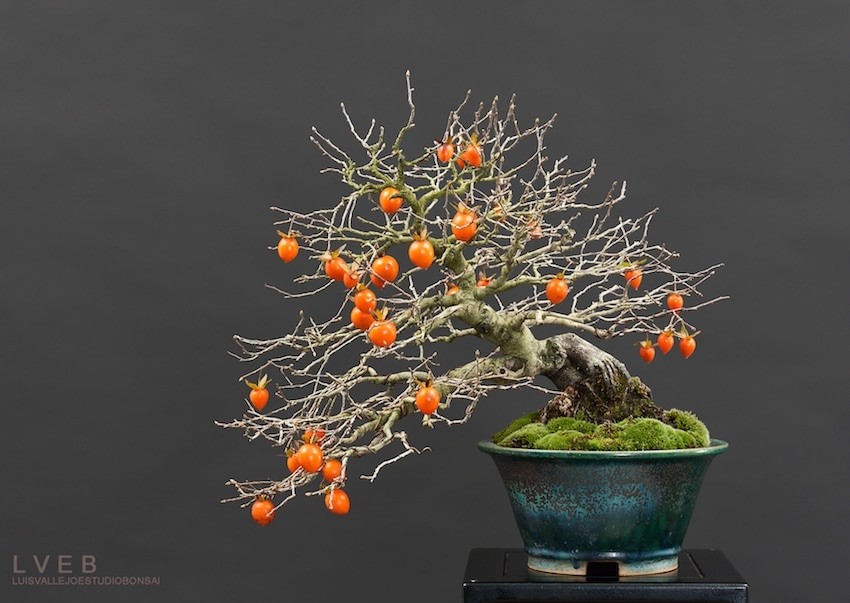 Top 10 cây bonsai có quả đẹp, độc đáo trên thế giới Top 10 cây bonsai có quả đẹp, độc đáo trên thế giới