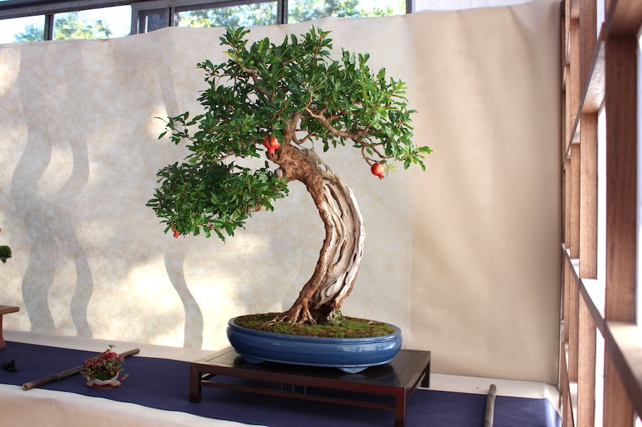 Top 10 cây bonsai có quả đẹp, độc đáo trên thế giới Top 10 cây bonsai có quả đẹp, độc đáo trên thế giới