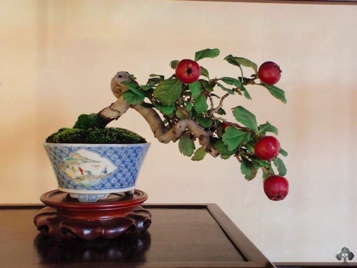 Top 10 cây bonsai có quả đẹp, độc đáo trên thế giới Top 10 cây bonsai có quả đẹp, độc đáo trên thế giới