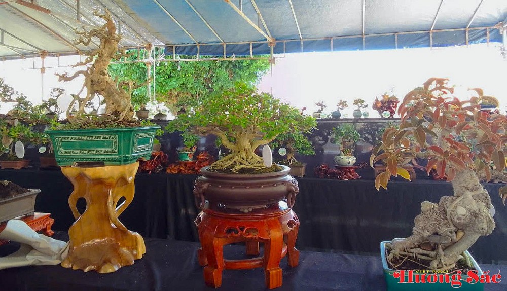 Triển lãm Bonsai nghệ thuật Chiến Hữu 2026: Kết nối đam mê, lan tỏa giá trị văn hóa sinh vật cảnh Triển lãm Bonsai nghệ thuật Chiến Hữu 2026: Kết nối đam mê, lan tỏa giá trị văn hóa sinh vật cảnh