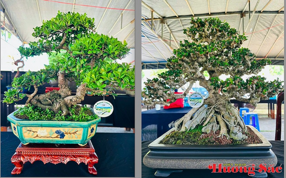 Triển lãm Bonsai nghệ thuật Chiến Hữu 2026: Kết nối đam mê, lan tỏa giá trị văn hóa sinh vật cảnh Triển lãm Bonsai nghệ thuật Chiến Hữu 2026: Kết nối đam mê, lan tỏa giá trị văn hóa sinh vật cảnh