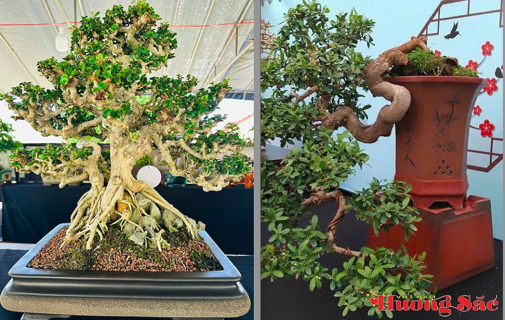 Triển lãm Bonsai nghệ thuật Chiến Hữu 2026: Kết nối đam mê, lan tỏa giá trị văn hóa sinh vật cảnh Triển lãm Bonsai nghệ thuật Chiến Hữu 2026: Kết nối đam mê, lan tỏa giá trị văn hóa sinh vật cảnh