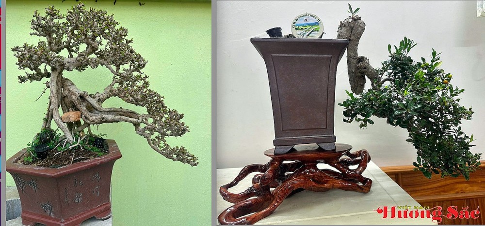 Triển lãm Bonsai nghệ thuật Chiến Hữu 2026: Kết nối đam mê, lan tỏa giá trị văn hóa sinh vật cảnh Triển lãm Bonsai nghệ thuật Chiến Hữu 2026: Kết nối đam mê, lan tỏa giá trị văn hóa sinh vật cảnh