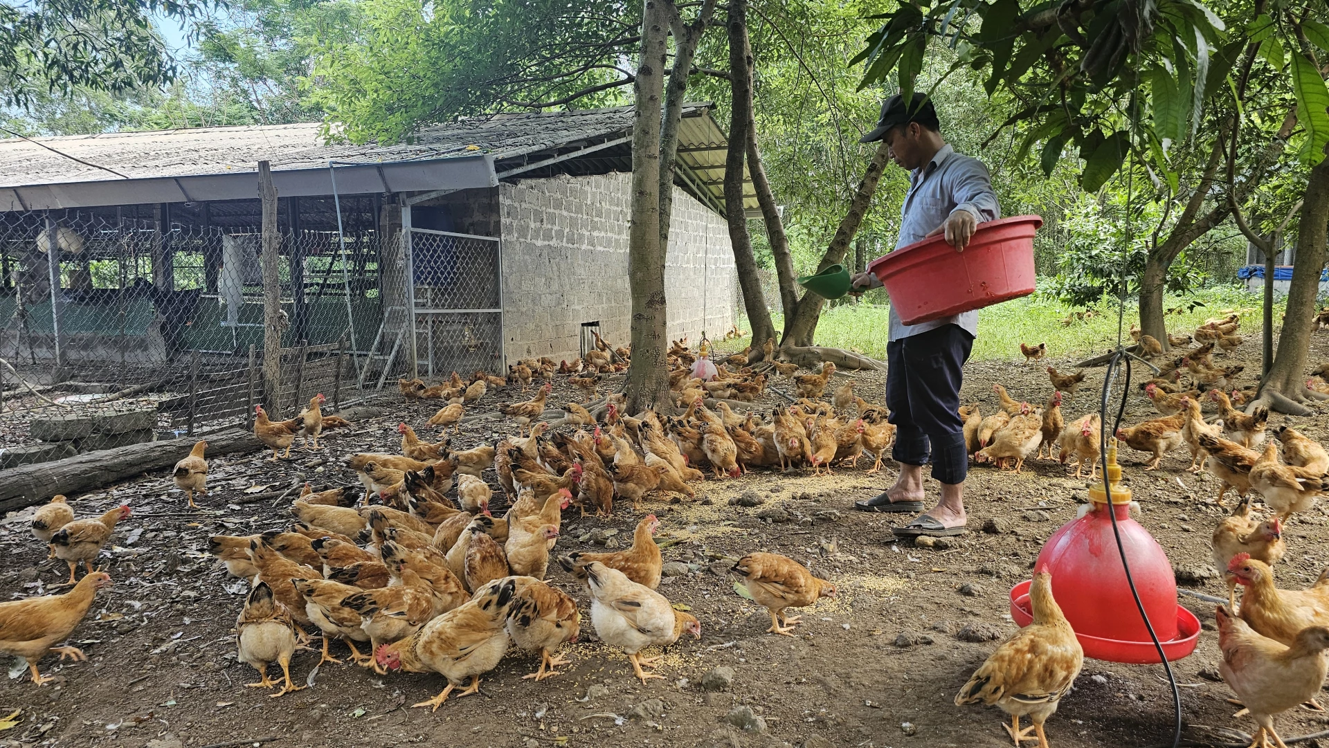 Từ giống gà ngày ăn mối, tối ngủ cây đến đặc sản OCOP của vùng Cùa Từ giống gà ngày ăn mối, tối ngủ cây đến đặc sản OCOP của vùng Cùa
