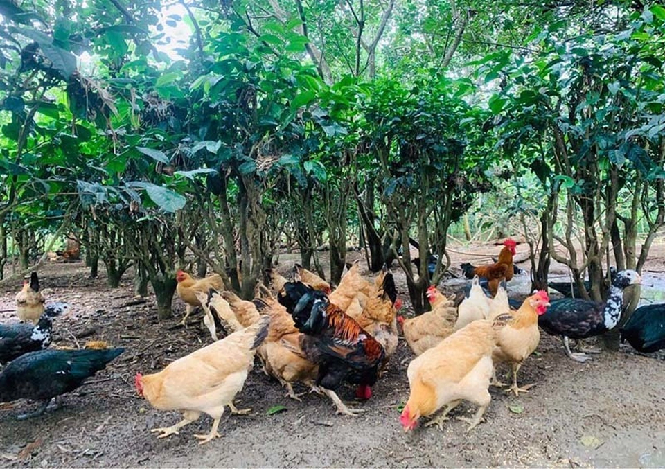 Từ giống gà ngày ăn mối, tối ngủ cây đến đặc sản OCOP của vùng Cùa Từ giống gà ngày ăn mối, tối ngủ cây đến đặc sản OCOP của vùng Cùa