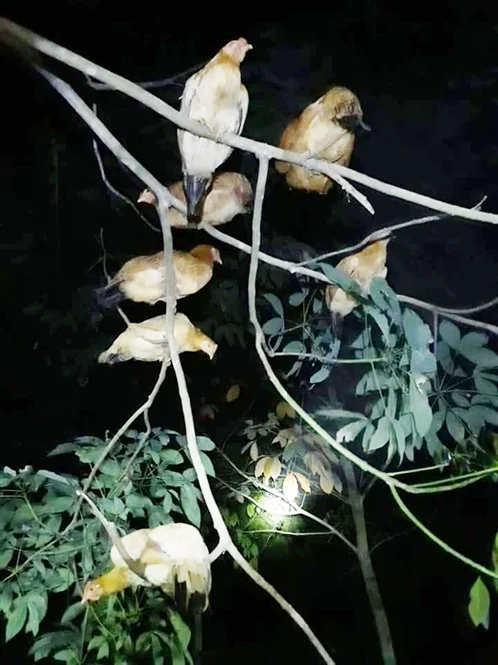 Từ giống gà ngày ăn mối, tối ngủ cây đến đặc sản OCOP của vùng Cùa Từ giống gà ngày ăn mối, tối ngủ cây đến đặc sản OCOP của vùng Cùa