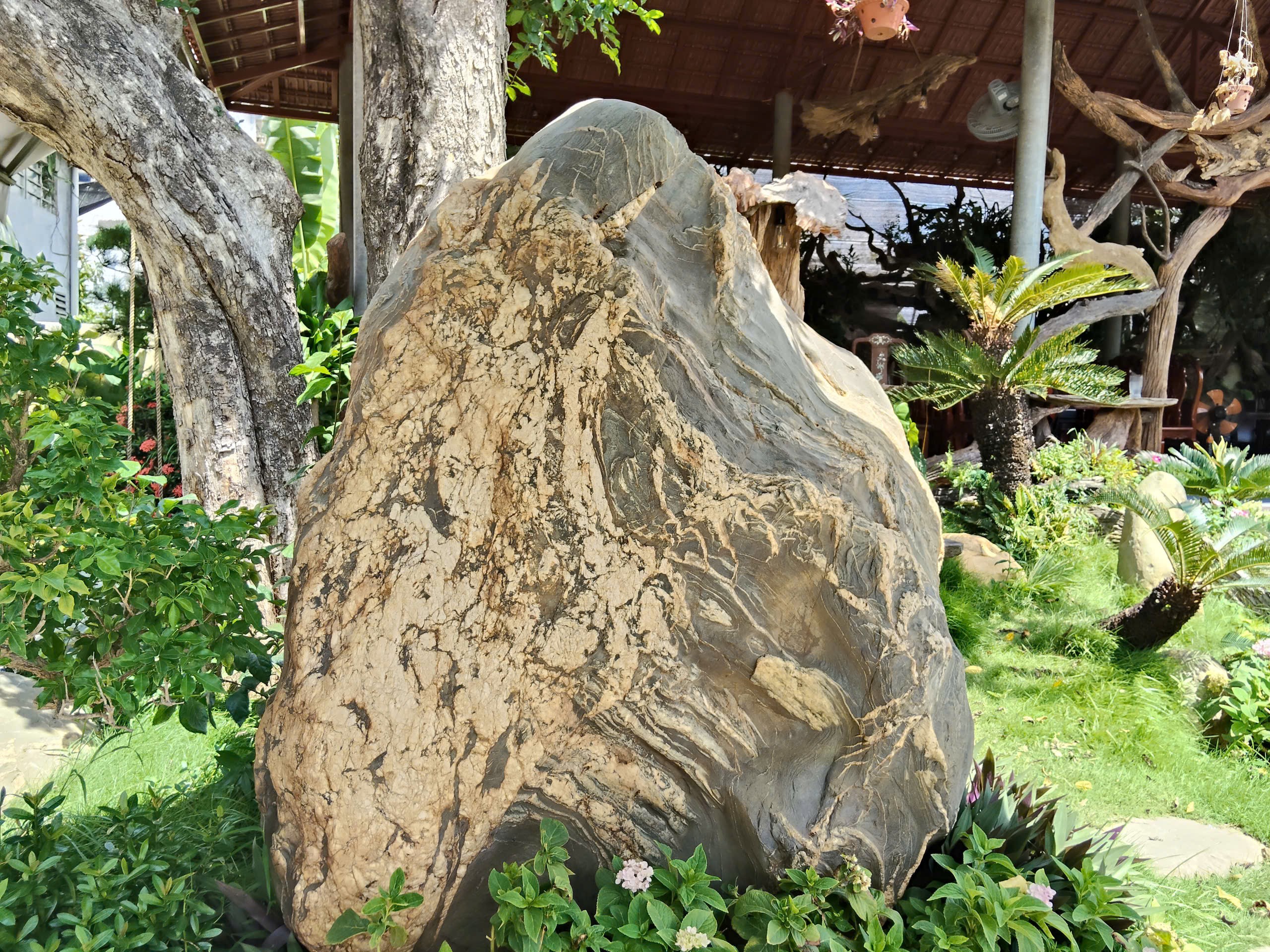 Gỗ Cà Phê - Bản hòa ca của tình yêu sinh vật cảnh giữa lòng cố đô Huế Gỗ Cà Phê - Bản hòa ca của tình yêu sinh vật cảnh giữa lòng cố đô Huế