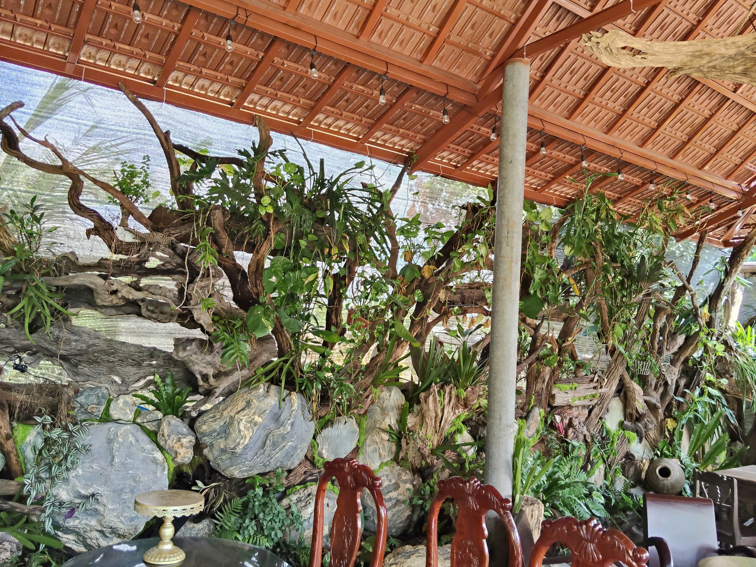 Gỗ Cà Phê - Bản hòa ca của tình yêu sinh vật cảnh giữa lòng cố đô Huế Gỗ Cà Phê - Bản hòa ca của tình yêu sinh vật cảnh giữa lòng cố đô Huế
