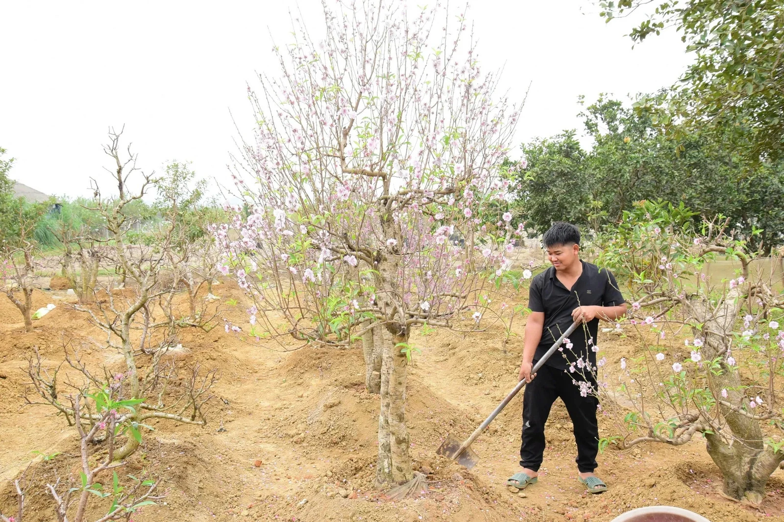 Nghề trồng cây cảnh giúp nhiều hộ dân Hoàng Xá thu hàng trăm triệu đồng mỗi năm Nghề trồng cây cảnh giúp nhiều hộ dân Hoàng Xá thu hàng trăm triệu đồng mỗi năm
