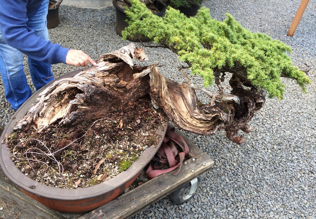 Bonsai từ tro tàn: Vẻ đẹp của gỗ chết trong nghệ thuật bonsai Nhật Bản Bonsai từ tro tàn: Vẻ đẹp của gỗ chết trong nghệ thuật bonsai Nhật Bản