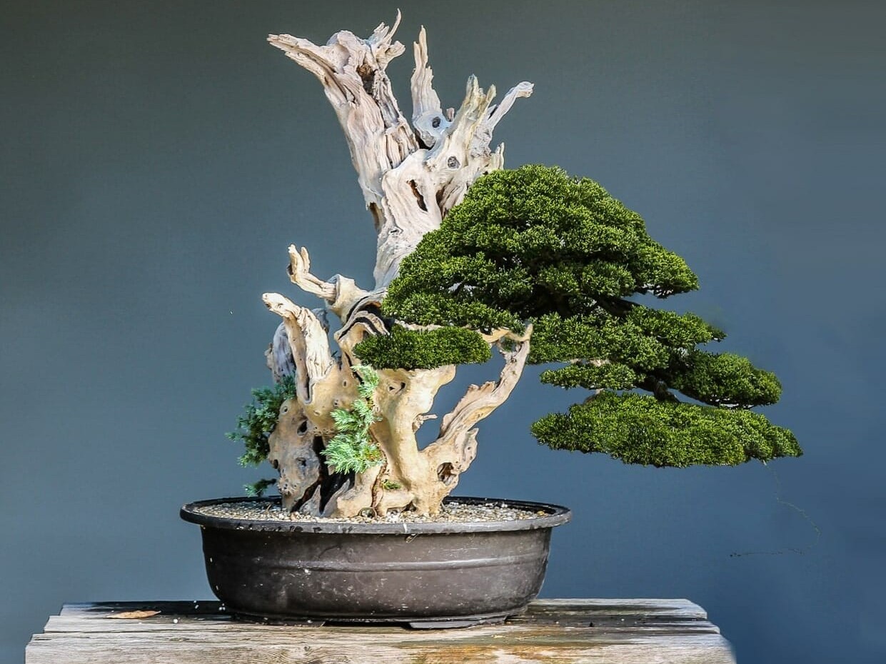 Bonsai từ tro tàn: Vẻ đẹp của gỗ chết trong nghệ thuật bonsai Nhật Bản